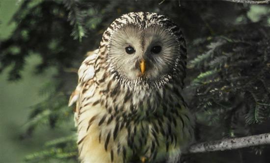 Blue Ant Media Expands Natural History Slate With Four New Originals For London Screenings